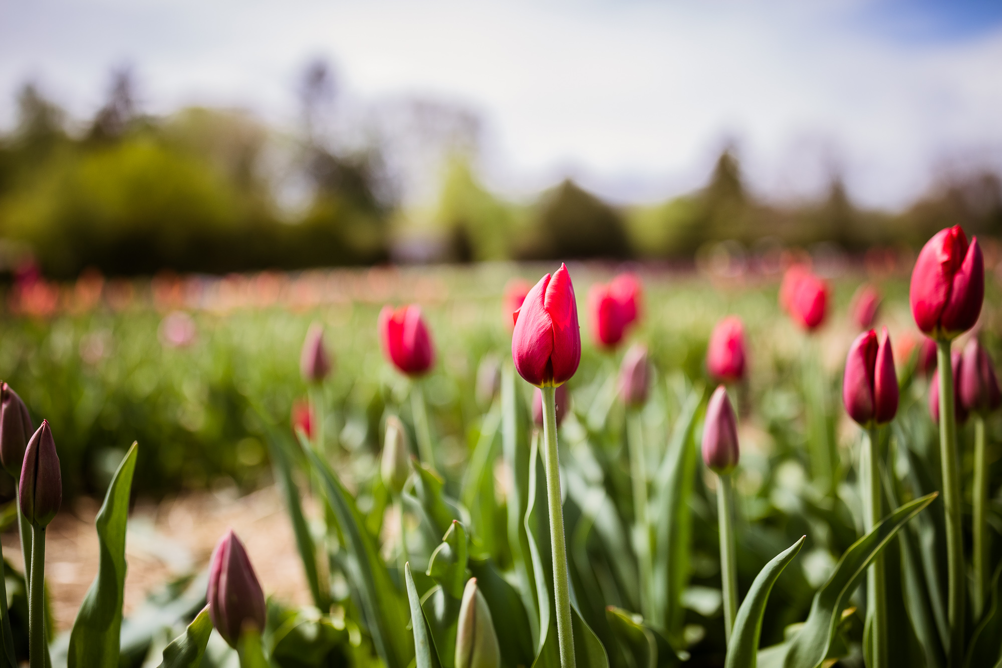 Export x3 5D4 6530 Familienfotoshooting 2019 Hefti